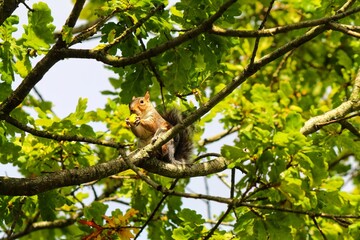 A wild grey squirrel in the forest. The little animal was spotted at Longton Nature Reserve in Preston, England.