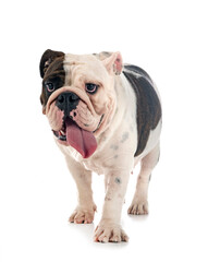 Obraz premium english bulldog in studio