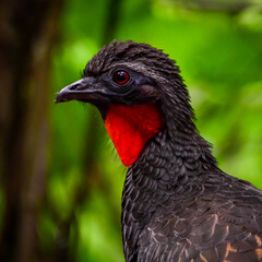 Rusty-margined guan (Penelope superciliaris)