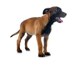 puppy malinois in studio