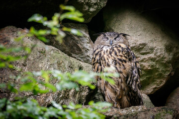 great eagle owl