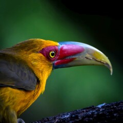 Saffron Toucanet (Pteroglossus bailloni)