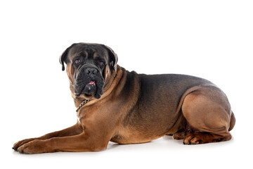 Obraz premium cane corso in studio
