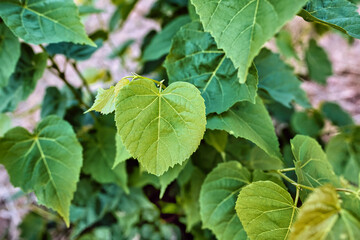 A texture made of branches of leaves on green background.