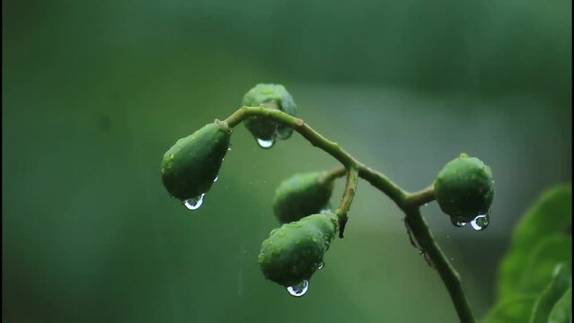 bud of a poppy, raining, buds on a tree during a rainy day, nature, green, branch, spring, insect, leaf, macro, plant, tree, bud, caterpillar, closeup, flower, bug, worm, life, close-up, fern,  explor