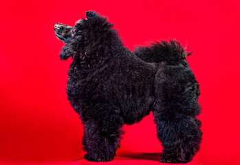 A black royal poodle on red background standing in studio, isolated.