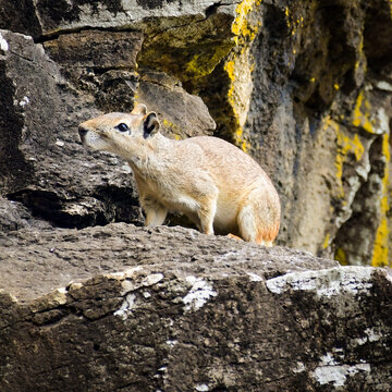Rocky cavy (Kerodon rupestris)
