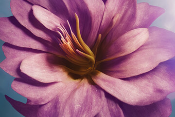 close up of pink lotus flower