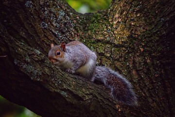 A wild grey squirrel in the forest. The little animal was spotted at Longton Nature Reserve in Preston, England.
