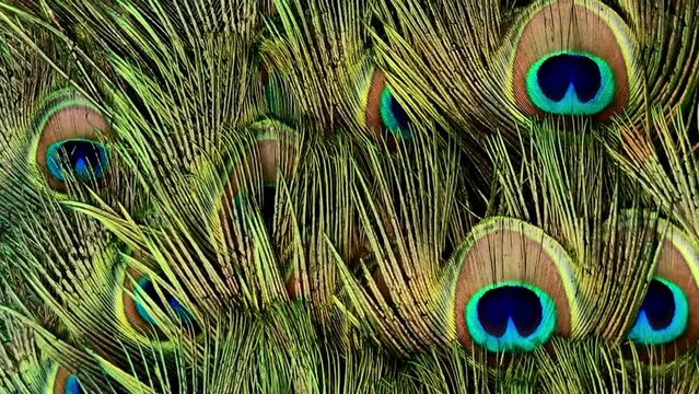 Pattern of peacock feathers swaying in the breeze