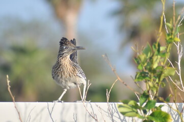 Roadrunner, the bird that can run