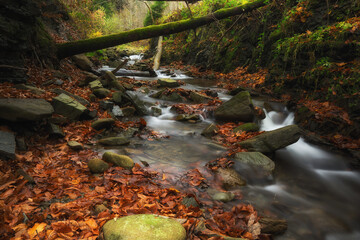 Mountain forest in the Beskids just before the onset of winter © Mariusz