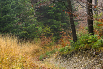 Mountain forest in the Beskids just before the onset of winter