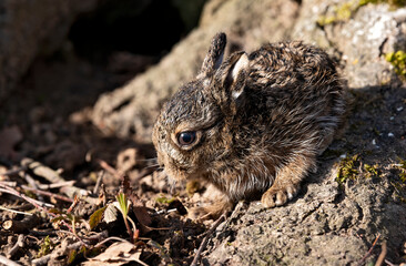 Lièvre brun (Lepus europaeus) levraut blotti. Alpes. France