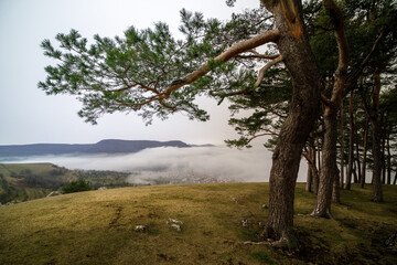 Kiefernhain auf der Schwäbischen Alb mit Nebel im Tal und Saharastaub in der Luft