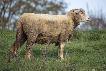 gros plan sur des moutons dans une pâture	
