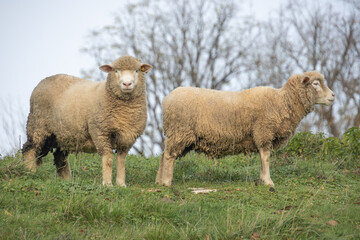 Fototapeta premium gros plan sur des moutons dans une pâture 