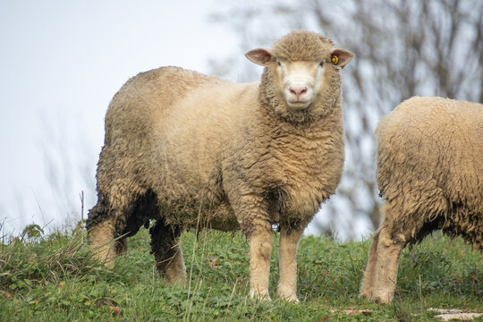 gros plan sur des moutons dans une pâture	
