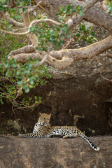 Leopard lies on rocky ledge gazing down