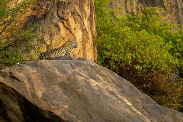 Leopard lies on rocky outcrop licking lips