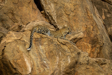 Leopard lies on rocky ledge staring out