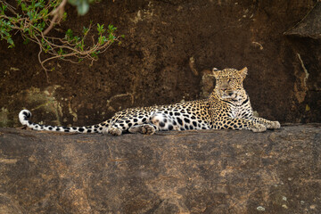 Leopard lies on rocky ledge turning head