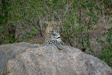 Fototapeta na wymiar Leopard lies on shady rock eyeing camera