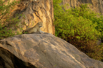 Fototapeta na wymiar Leopard lies on rocky outcrop looking down