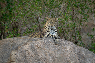 Fototapeta na wymiar Leopard lies on shady rock looking ahead