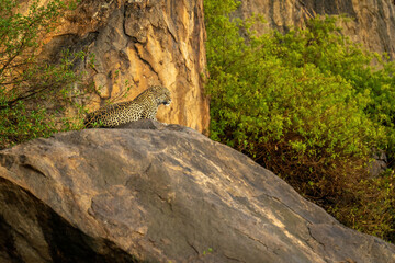 Leopard lies on rocky outcrop staring ahead