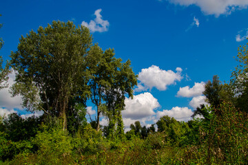 Green gallery forest in Hungary in Autumn