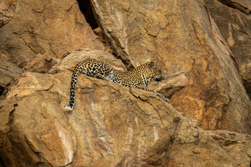 Leopard lies on steep rockface staring down