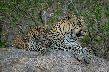 Leopard lies with cub on shady rock