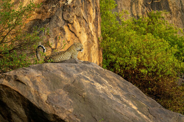Leopard lies on rocky outcrop curling tail