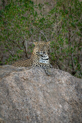 Leopard lies on shady rock watching camera