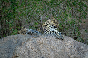 Leopard lies sleeping on boulder with cub