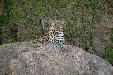 Leopard lies on shady rock facing camera