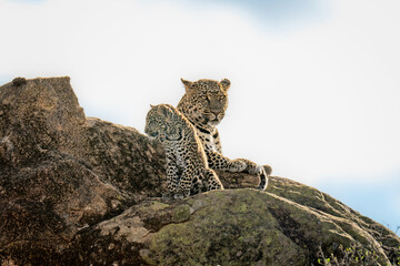 Leopard lies on sunlit rock near cub