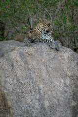 Leopard lies with cub on shady boulder