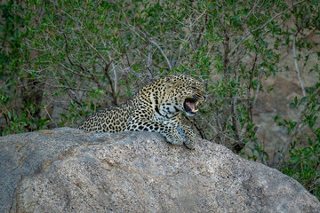 Fototapeta na wymiar Leopard lies snarling on rock by trees