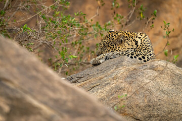 Leopard lies with eyes closed on boulder