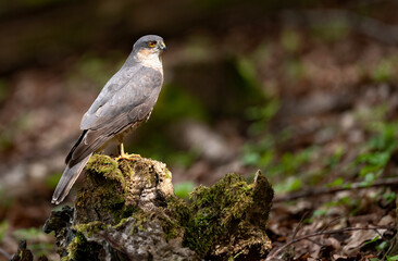 Epervier d'Europe (Accipiter nisus) en forêt. Alpes. France