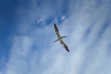 Bird in the sky