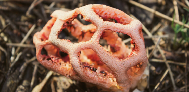 Unusual autumn background. Clathrus Cancellatus mushroom found in the woods of Porto Caleri park, Rosolina, Italy. Inedible red fungus with a curious shape