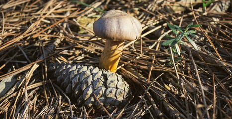 Autumn background. A mushroom and a pine cone among the pine needles.