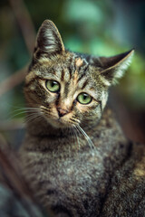 close up portrait of a cat