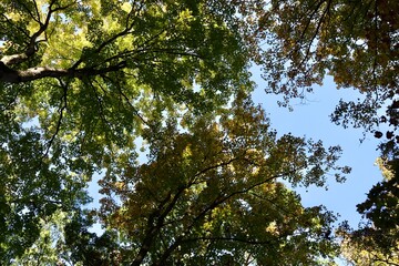 The yellow and green leaves on the tree branches.

