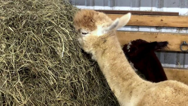 Alpacas eating from a pile of hay.