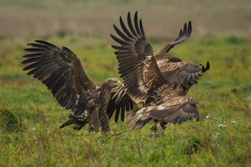 White-tailed Eagle (Haliaeetus albicilla)