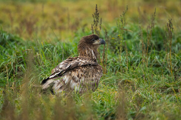White-tailed Eagle (Haliaeetus albicilla)